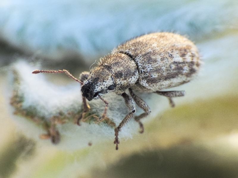 Strophomorphus porcellus (Schoenherr, 1832)